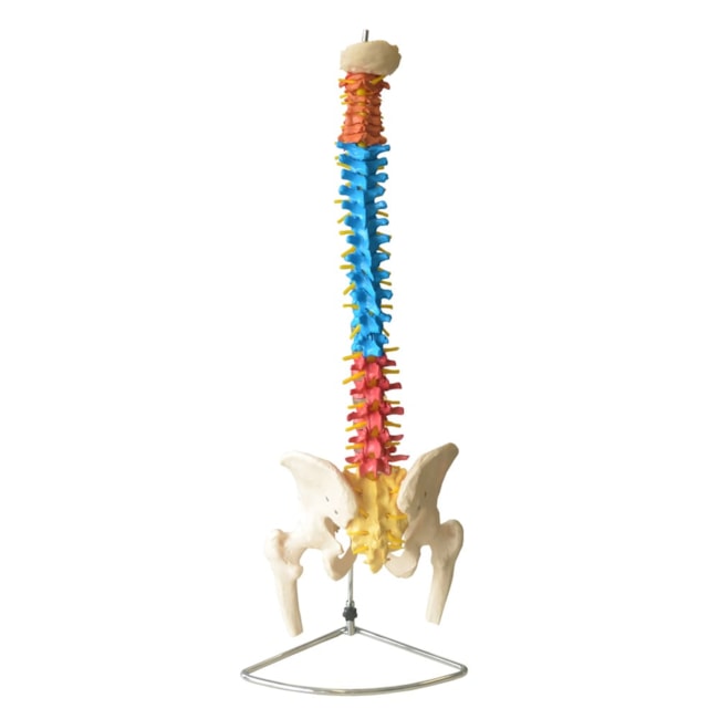 Coluna Vertebral Tamanho Natural Colorida-7c830eb9-ecc5-4b3b-8ee8-8e04f7039ca5
