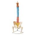 Coluna Vertebral Tamanho Natural Colorida-d7a9a19f-4c38-4e5d-b6d2-71876d596b9d