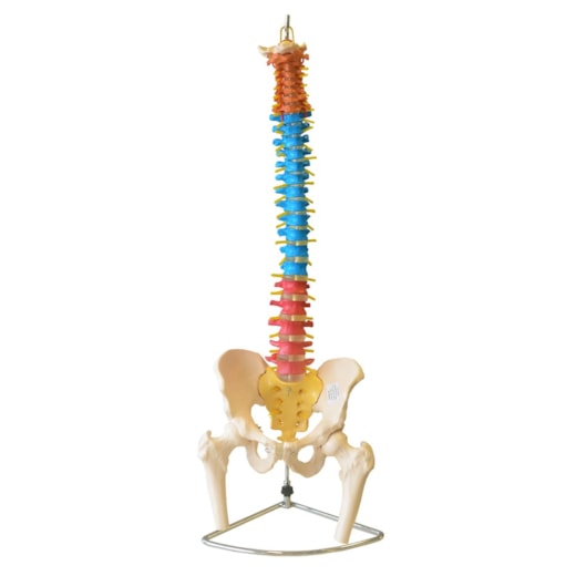 Coluna Vertebral Tamanho Natural Colorida