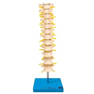 Coluna Vertebral Torácica