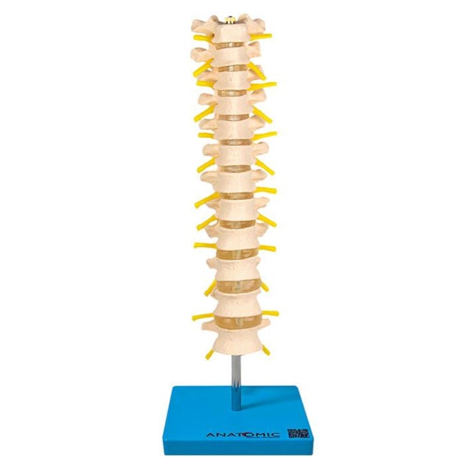 Coluna Vertebral Torácica-75e61b28-c7b5-4afa-af08-382f30fc801f