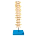 Coluna Vertebral Torácica-e3ac792f-3b94-4b51-a3f1-3b624fbe4fc6