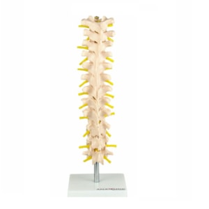 Coluna Vertebral Torácica
