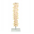 Coluna Vertebral Torácica-0553ce95-a994-4365-b753-3178f9c8998a