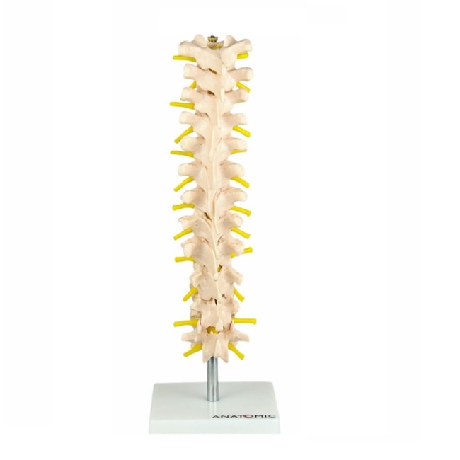 Coluna Vertebral Torácica-6ab1b1a0-1cee-490b-9269-82e3694e61b0