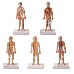 Conjunto de Pranchas para Iniciação ao Estudo Anatômico dos Principais Sistemas do Corpo Humano