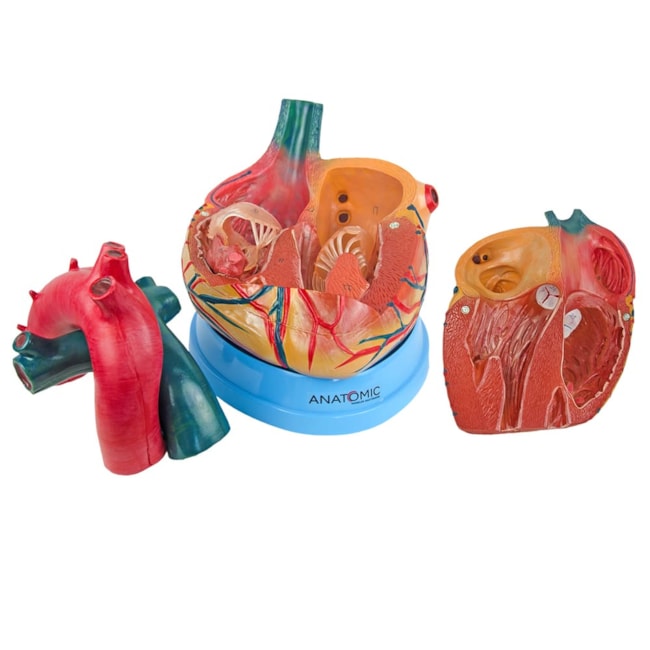 Coração Ampliado 3 Partes-4cecd723-1c87-47f1-abdf-050a21b36adc