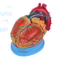 Coração Ampliado 3 Partes-2e52789e-fc97-4477-80bb-49fb54852be4