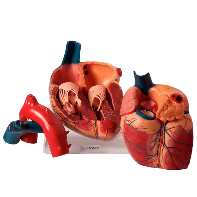 Coração Ampliado 3 Partes Luxo-8e0f8048-61d6-415b-aa8b-c3bc39d84d3e