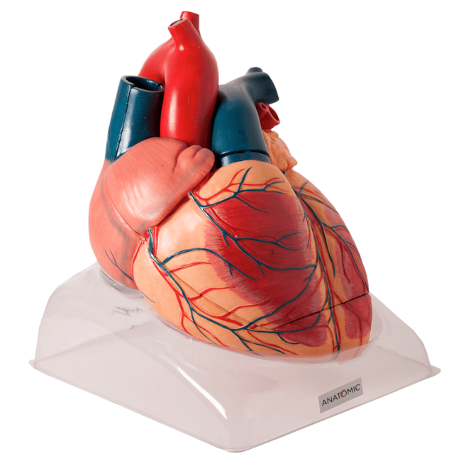 Coração Ampliado 3 Partes Luxo-b68c6bdd-7eb9-4f07-8f21-cd3bc2c87496