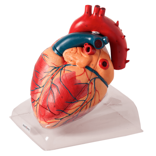 Coração Ampliado 3 Partes Luxo-7ef7aa6d-42c9-42c4-9c8c-1244463fed63