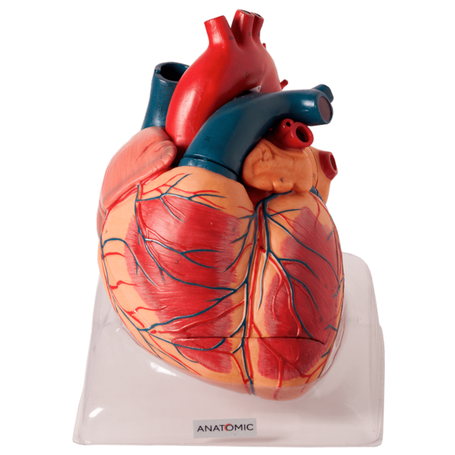 Coração Ampliado 3 Partes Luxo-48e1066c-9680-4a08-b7a4-d1ecedd185d7