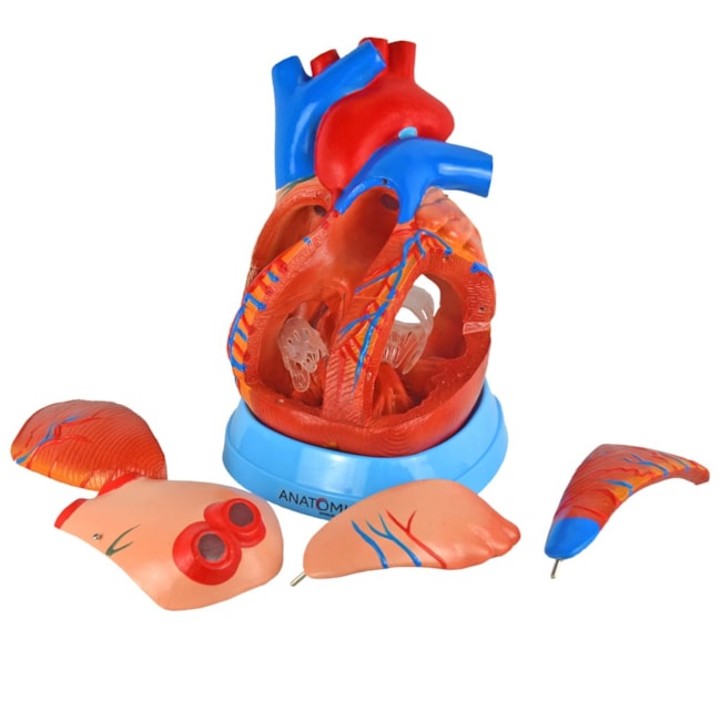 Coração Ampliado 5 Partes-3563c7ed-6cf2-4cd8-86b5-0f8a0e795ec2