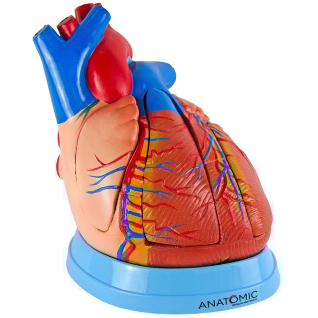 Coração Ampliado 5 Partes-c573250d-9dd8-4a82-87b7-de35237d54f3