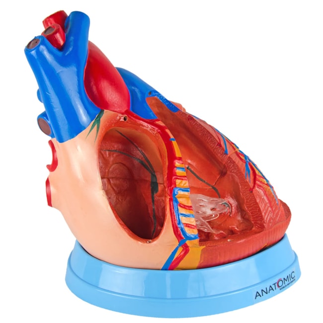 Coração Ampliado 5 Partes-d12285ca-c468-4766-9750-37d973793172