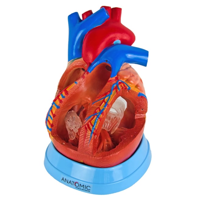 Coração Ampliado 5 Partes-2d8ab906-0604-431d-b018-cb1b807dba0b