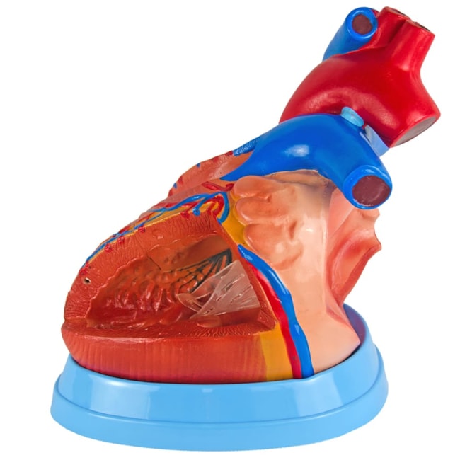 Coração Ampliado 5 Partes-c3eebc27-538f-4da8-8ef6-ef8a08ba6a15