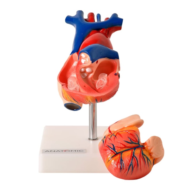 Coração Tamanho Natural 2 Partes-32027292-22fd-44a6-afbf-6b84d7914343