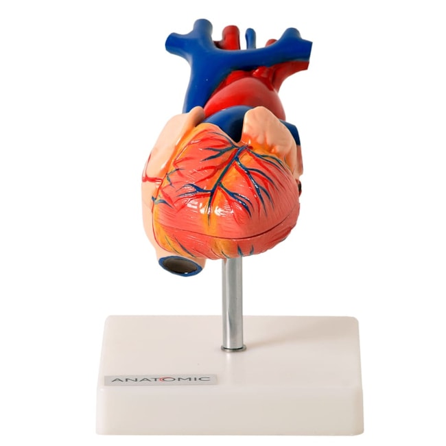 Coração Tamanho Natural 2 Partes-aa9de96e-430a-4aaf-b26a-9c2827a91a89