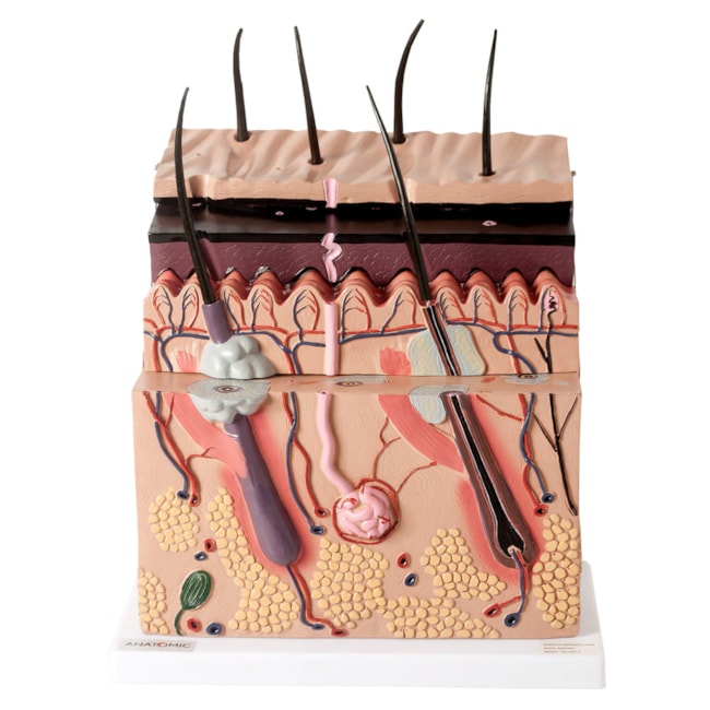 Corte de Pele Ampliada Em Camadas-32c754ad-ed7d-400f-848c-925bbe86de97