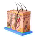 Corte de Pele Ampliado Em Bloco-b2799b7c-032c-44e4-aa27-0d8bffcc813d