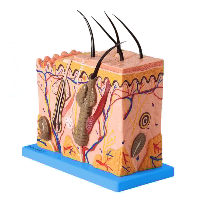 Corte de Pele Ampliado Em Bloco-e1b53d83-2e1a-4e7a-8243-0126d45b20d6