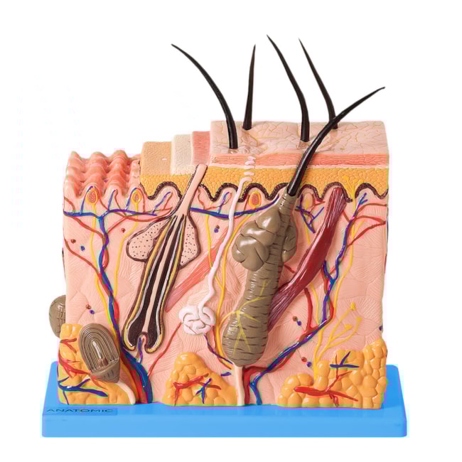 Corte de Pele Ampliado Em Bloco-2018feea-7b9e-4fdf-becf-2bd0b9291b60