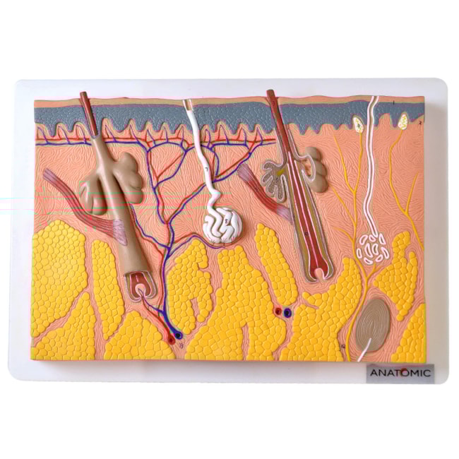 Corte de Pele Ampliado Em Lâmina-94fb4c36-b00e-401b-9b7a-86a8587a9f5b