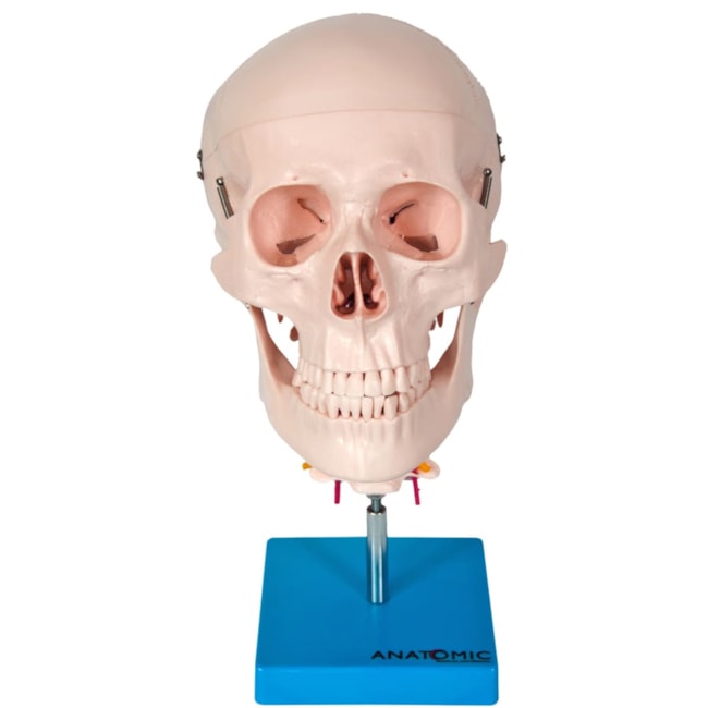 Crânio com Coluna Cervical-ad3b4cf5-b0b1-4423-958f-41becc443e90
