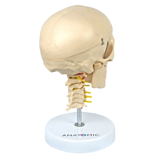 Crânio com Coluna Cervical e Cérebro 13 Partes