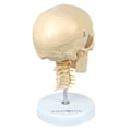 Crânio com Coluna Cervical e Cérebro 13 Partes-4dfbfd8a-673b-4904-8dd6-d24cf6b5fd16
