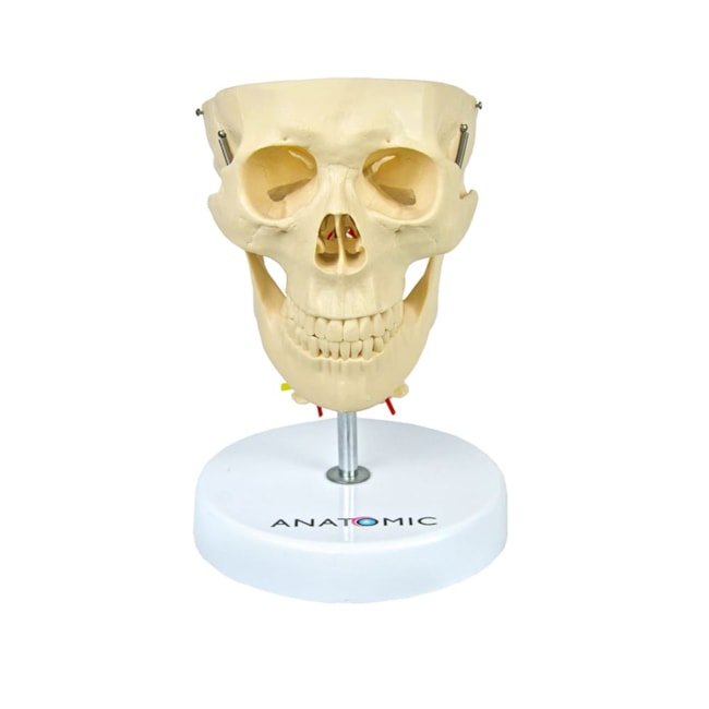 Crânio com Coluna Cervical e Cérebro 13 Partes-f66a47ac-be85-4831-94a3-b9d9e47817d1