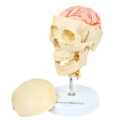 Crânio com Coluna Cervical e Cérebro 13 Partes-29292cb6-f628-4987-a1d2-03dce367a5be