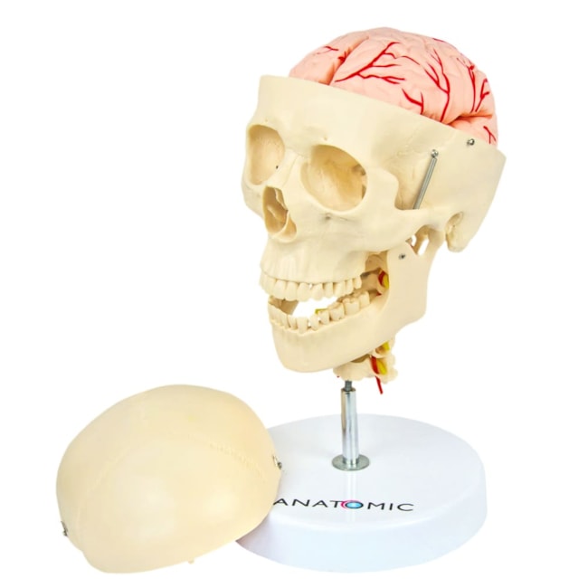 Crânio com Coluna Cervical e Cérebro 13 Partes-e0d38f9d-1ed1-429e-a03c-3594a499fa43