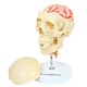 Crânio com Coluna Cervical e Cérebro 13 Partes
