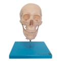 Crânio com Coluna Cervical e Cérebro 13 Partes-d82e727e-48fe-435e-b441-962fd0f5ea1a