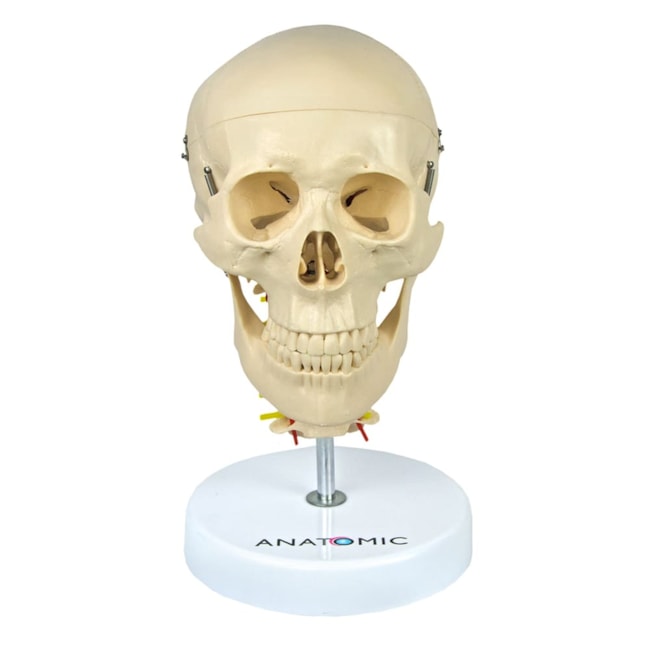 Crânio com Coluna Cervical e Cérebro 13 Partes-5ce39ddd-9597-415f-aaff-3f2bb6332f12