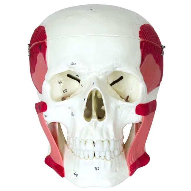 Crânio com Músculos da Mastigação-ec3b43ef-0851-4722-ac89-124b417ebce3