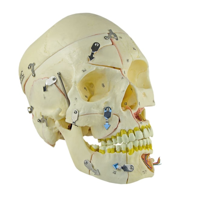 Crânio com Vasos Sanguíneos e Nervos Numerado 10 Partes-c09ed17d-6a61-4784-a2e4-1ed2a362244f