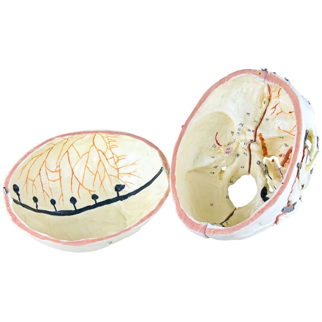 Crânio com Vasos Sanguíneos e Nervos Numerado 10 Partes-4ed6eef9-d3e9-49f5-8557-d47d6d7d7a03