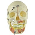 Crânio com Vasos Sanguíneos e Nervos Numerado 10 Partes-165dc23e-272f-450a-af86-c6d8c0e448a1