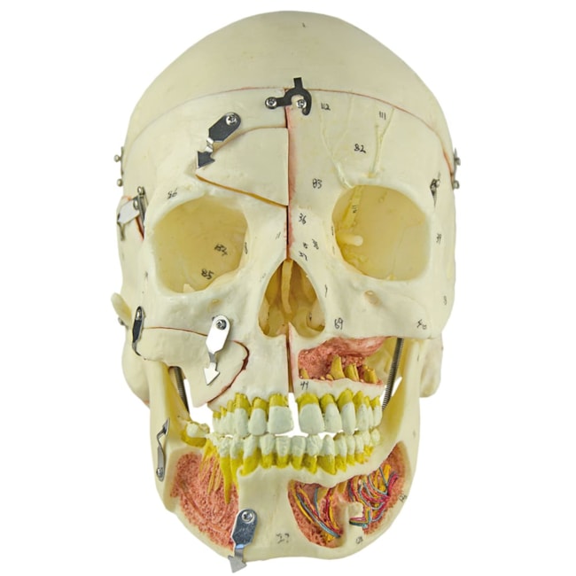 Crânio com Vasos Sanguíneos e Nervos Numerado 10 Partes-4e7103b7-8975-4b5f-ad65-55cee3b29e86