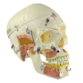 Crânio com Vasos Sanguíneos e Nervos Numerado 10 Partes-3d29aefb-f0ef-4170-ad60-5729394afd0d