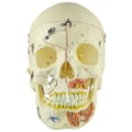 Crânio com Vasos Sanguíneos e Nervos Numerado 10 Partes-99b73f74-2c68-4687-827b-4814a12726f0