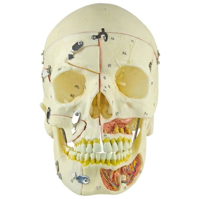 Crânio com Vasos Sanguíneos e Nervos Numerado 10 Partes-cd4848d5-7f1b-441f-af7a-771d6f09f08d
