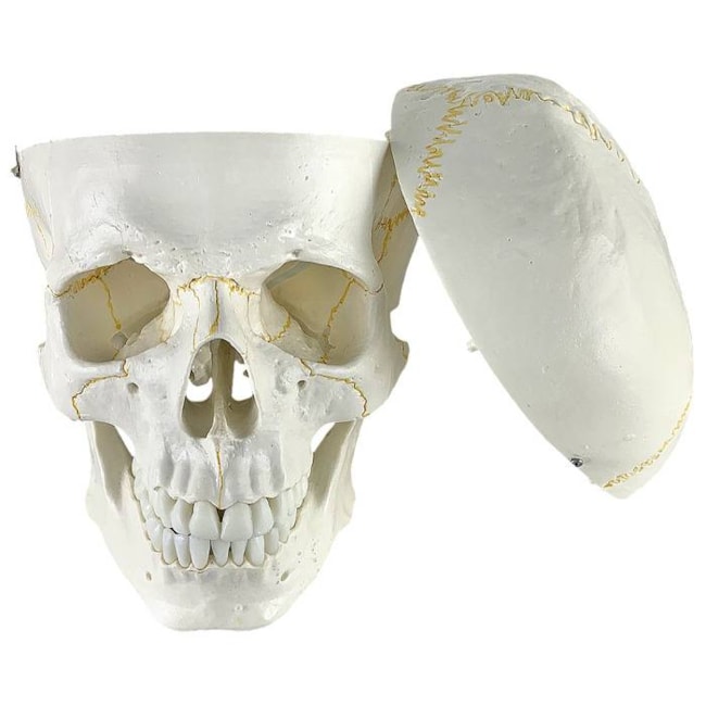 Crânio Em 2 Partes-c9776d48-873a-48be-9164-2fca952cc3d4