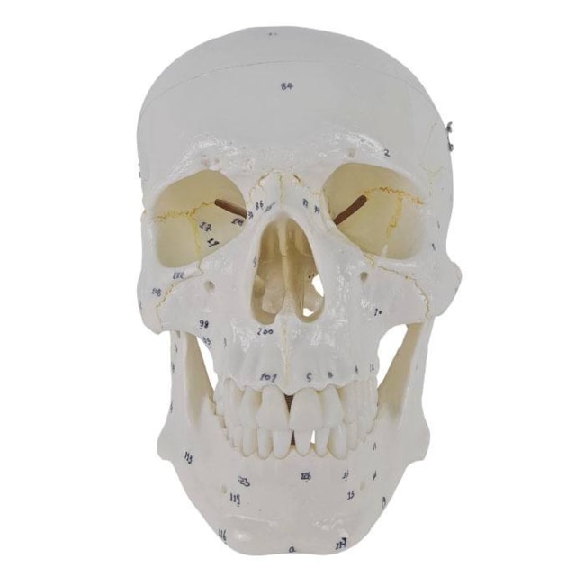 Crânio Em 2 Partes-ab15f390-5b10-4258-8d14-6ffde634ad75