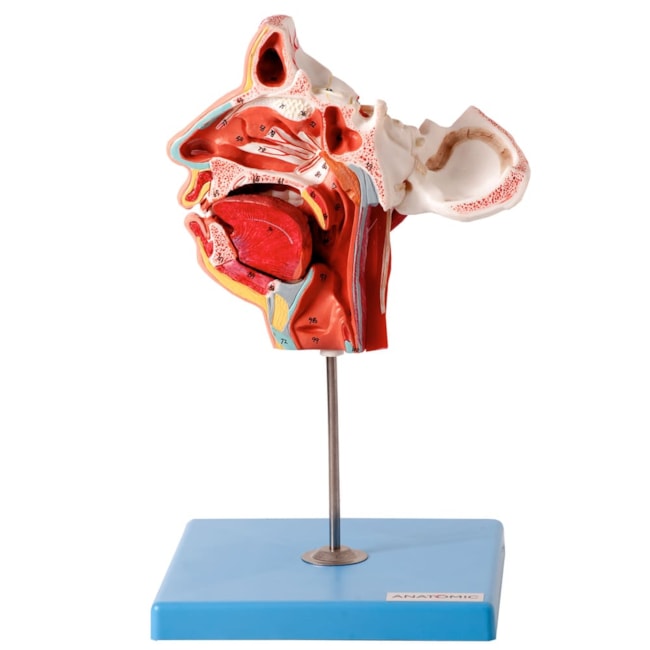 Crânio Facial com Demonstrativo de Nervos e Vasos-9b837a94-a364-4ae3-98ec-a4e25c757497