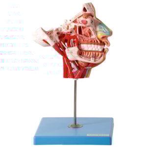 Crânio Facial com Demonstrativo de Nervos e Vasos