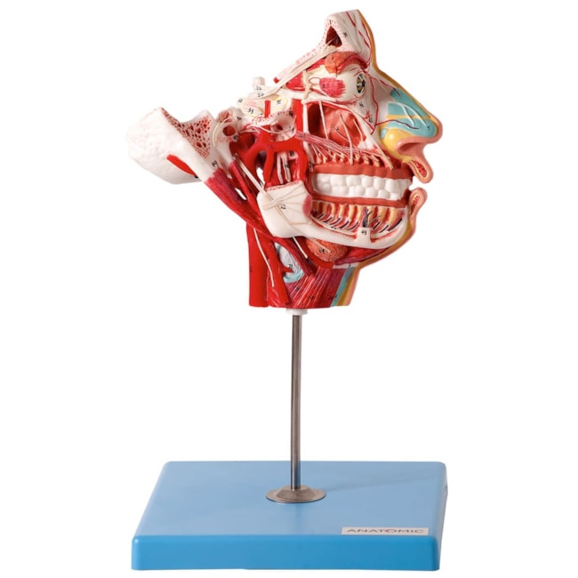 Crânio Facial com Demonstrativo de Nervos e Vasos-60381832-d32d-4b5e-a886-f7520849a382